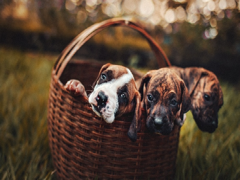 试管给种子加热,大连试管免疫